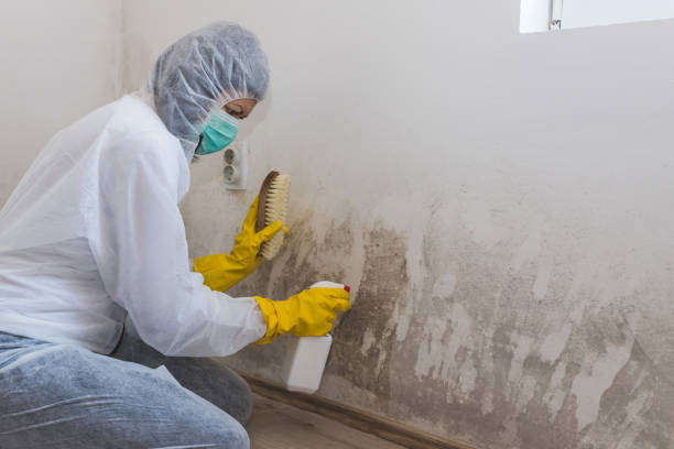 Best Local Mold Removal Service  in Central Falls, RI