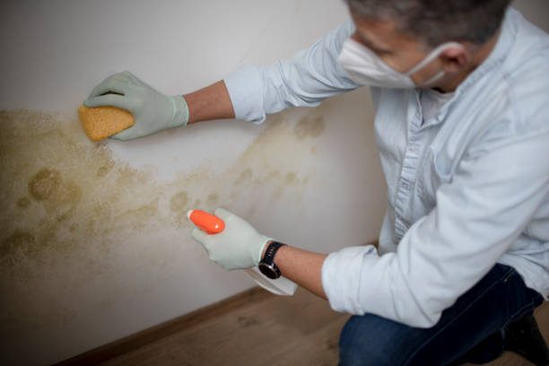 Best Commercial Mold Removal  in Central Falls, RI