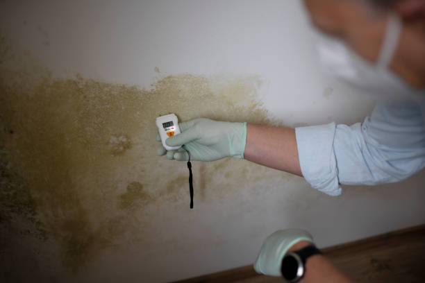  Central Falls, RI Mold Removal Pros