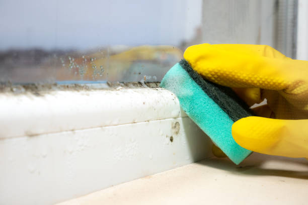 Best Mold Damage Repair  in Central Falls, RI