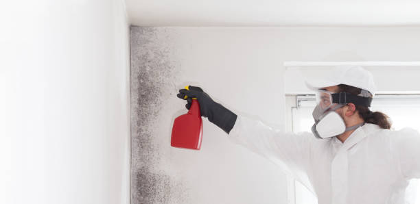 Central Falls, RI Mold Removal Company