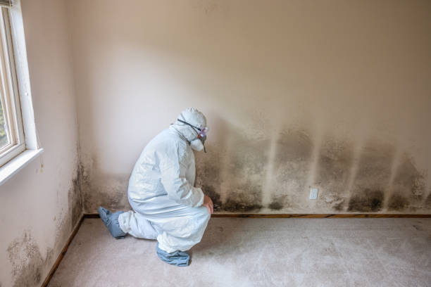 Best Professional Mold Removal  in Central Falls, RI