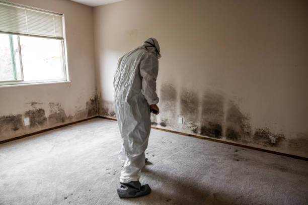 Best Home Mold Removal  in Central Falls, RI